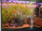 Platy’s vissen, Dieren en Toebehoren, Vis, Zoetwatervis, Schoolvis