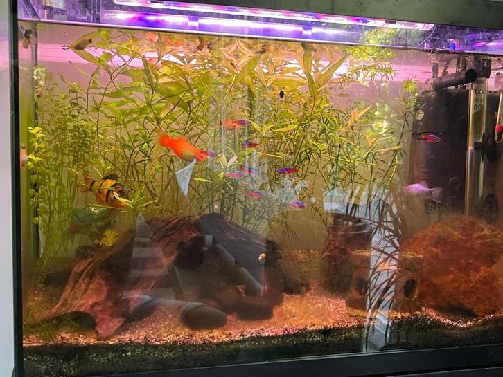 Platy’s vissen, Dieren en Toebehoren, Vissen | Aquariumvissen, Zoetwatervis, Vis, Schoolvis