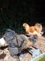 GRATIS 2 Zijdehoen hanen, Dieren en Toebehoren, Mannelijk, Kip