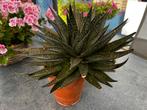 Vetplant, een Gasteria, Ophalen, Zomer, Overige soorten, Volle zon