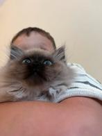 Pers kitten perzische kitten sealpoint, Dieren en Toebehoren, Katten en Kittens | Raskatten | Langhaar, Poes, Ontwormd