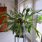 Hertshoorn doorsnee 1.40m, Ophalen, 100 tot 150 cm, Overige soorten, In pot