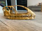 Replica caelestiventus schedel - dinosaurus, Verzamelen, Mineralen en Fossielen, Ophalen of Verzenden, Fossiel