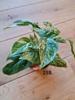 Epipremnum pinnatum variegata - 20 cm, Ophalen of Verzenden, Overige soorten, Minder dan 100 cm