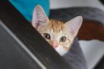Lieve speelse kittens op zoek naar een warm thuis, Meerdere dieren, Kortharig, 0 tot 2 jaar