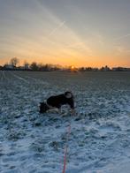 Zeer leuke Amerikaanse Akita!, 15 weken tot 1 jaar, Reu, Eén hond, Nederland