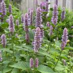 Zaden dropplant (Agastache foeniculum ‘Blue Fortune’), Ophalen of Verzenden, Voorjaar, Volle zon, Zaad