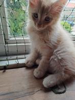 Maine coon kittens raszuivere  mogen verhuizen, Dieren en Toebehoren, Meerdere dieren, Gechipt, 0 tot 2 jaar