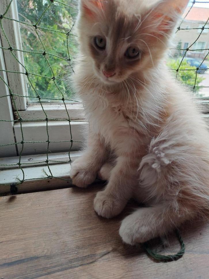 Maine coon kittens raszuivere  mogen verhuizen, Dieren en Toebehoren, Katten en Kittens | Raskatten | Langhaar, Meerdere dieren