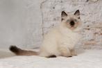 Prachtige Ragdoll kittens met stamboom, Dieren en Toebehoren, Katten en Kittens | Raskatten | Langhaar, Meerdere dieren, Gechipt