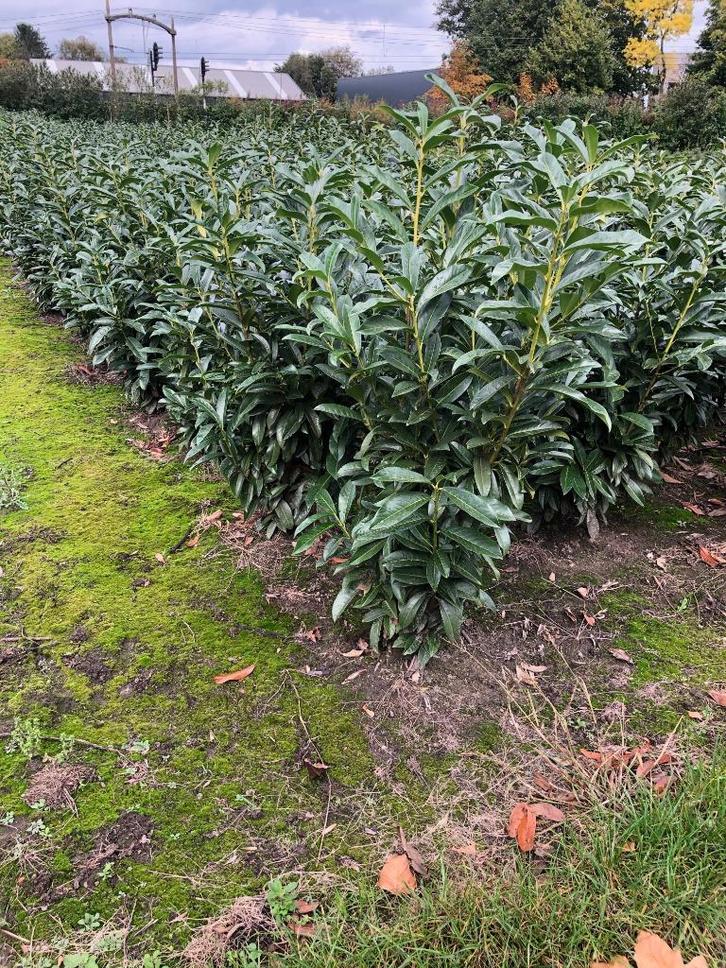 laurier te koop, Tuin en Terras, Planten | Struiken en Hagen, Laurier, 100 tot 250 cm, Ophalen