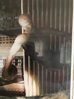 Lijst met glasplaat met afbeelding van discuswerper, Ophalen, Zo goed als nieuw