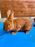 Thrianta, Dieren en Toebehoren, Konijnen, Vrouwelijk