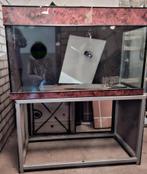 Terrarium, Dieren en Toebehoren, Reptielen en Amfibieën, 0 tot 2 jaar