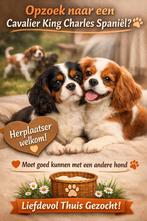 Gezocht, Cavalier King Charles spaniël, 15 weken tot 1 jaar, Geslacht onbekend, Eén hond, Nederland