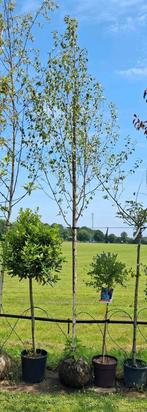 1 x mooie grote berk witte stam betula pendula €150,-, Tuin en Terras, Planten | Bomen, Halfschaduw, Ophalen of Verzenden, Zomer