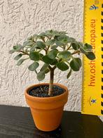 Aichryson laxum Tree of Love kamerplant bonsai-stijl, Ophalen, Vetplant, Halfschaduw, In pot