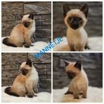 SIAMESE KITTENS 9 WEKEN OUD., Dieren en Toebehoren, Katten en Kittens | Raskatten | Korthaar, Meerdere dieren, Ontwormd