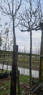 Bomenopruiming. 2 bol essen. Fraxinus Globosa, Ophalen of Verzenden, 100 tot 250 cm, Volle zon, In pot