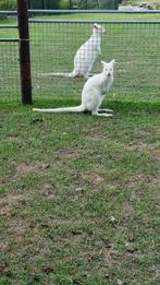 enkele mooie wallaby's, Dieren en Toebehoren, Januari, Mannelijk