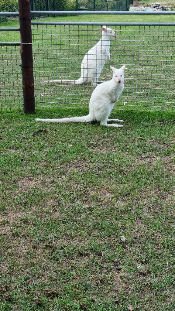 enkele mooie wallaby's, Dieren en Toebehoren, Overige Dieren, Mannelijk, Januari