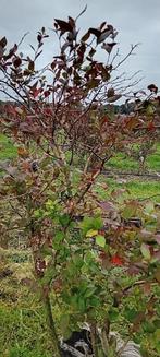 Blauwe bessen struiken - 2e keus! 7,50 / stuk - 10 voor 65,-, Ophalen, Overige soorten, Minder dan 100 cm