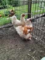 2 brahma hennen, Dieren en Toebehoren, Pluimvee, Vrouwelijk, Kip