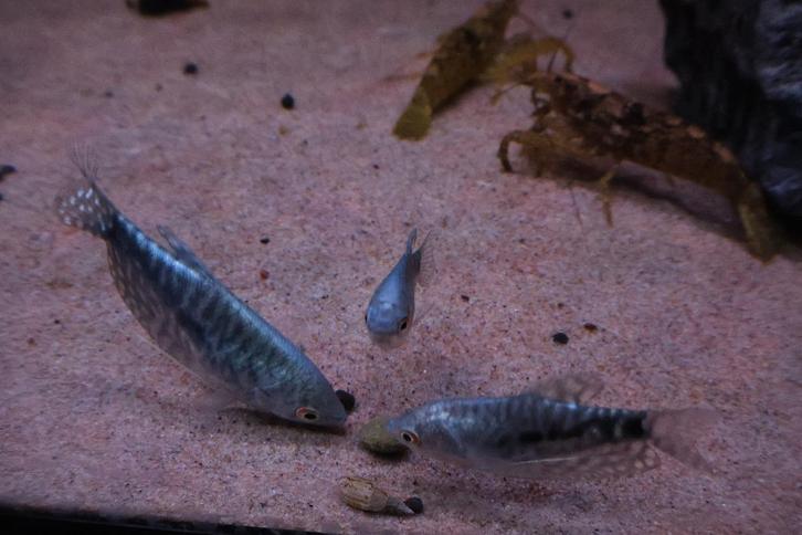 Marmergourami’s (Trichogaster trichopterus), Dieren en Toebehoren, Vissen | Aquariumvissen, Zoetwatervis, Vis