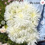 Dahlia knollen My Love, Ophalen of Verzenden