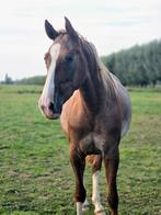 Gezocht: verzorg(st)er voor mijn 3-jarige Appaloosa merrie, Diensten en Vakmensen, Dieren | Paarden | Verzorging, Oppas en Les