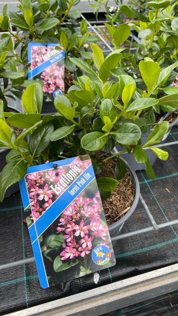 Escalonia leavis ‘pink elle’ beschikbaar voor biedingen