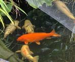 Koi Benigoi 55 cm, Dieren en Toebehoren, Vissen | Vijvervissen, Karper of Koi