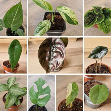 Plantenpakket met 13 planten t.w.v. €80, nu voor maar €20 beschikbaar voor biedingen