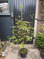 Cornus Kousa Karnoelje, Ophalen, Volle zon, Overige soorten, Minder dan 100 cm