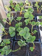 Aardbeien stekken, Tuin en Terras, Planten | Tuinplanten, Ophalen, Overige soorten, Volle zon