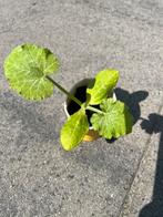 Courgette planten, Tuin en Terras, Ophalen of Verzenden, Zomer, Overige soorten, Volle zon