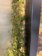 String of spades, stek, Huis en Inrichting, Kamerplanten, Ophalen of Verzenden, Overige soorten, Minder dan 100 cm