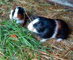 Jonge driekleurige cavia's, Dieren en Toebehoren, Cavia, Mannelijk, Juli, Tam