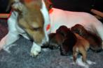 Vier Jack Russel pups zoeken een goud mandje!, Rabiës (hondsdolheid), Jack Russell Terriër, 8 tot 15 weken, Meerdere