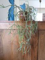 Cactussen en vetplanten, Rhipsalis pilocarpa, Huis en Inrichting, Ophalen, Halfschaduw, Minder dan 100 cm