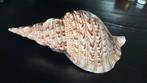 Tritorns hoorn schelp groot exemplaar, Ophalen of Verzenden