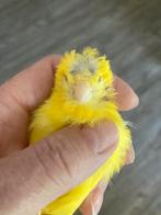 Kanarie, Dieren en Toebehoren, Mannelijk