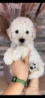 Prachtige Goldendoodle pups, Dieren en Toebehoren, Nederland, Overige rassen, CDV (hondenziekte), 8 tot 15 weken