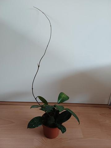 Hoya Carnosa P11 beschikbaar voor biedingen