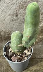 Trichocereus Bridgesii f Monstruose, Huis en Inrichting, Kamerplanten, Cactus, Minder dan 100 cm, Ophalen of Verzenden