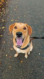 Hobby fotograaf, Ophalen of Verzenden, Overige typen