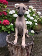 Mooie gele en blauwe whippet pups te koop, Dieren en Toebehoren, Honden | Windhonden, Nederland, Whippet, CDV (hondenziekte), 8 tot 15 weken