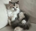 Zeer zachtaardig meisje Shani, Perzische mix, 7 maanden, Dieren en Toebehoren, Katten en Kittens | Overige Katten, Poes, Langharig