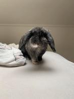 Lief konijntje te koop, Dieren en Toebehoren, Konijnen, Vrouwelijk, Dwerg