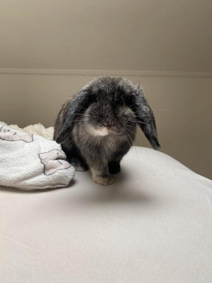Lief konijntje te koop, Dieren en Toebehoren, Konijnen, Dwerg, Vrouwelijk